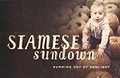 Siamese Sundown - Dresden Girls